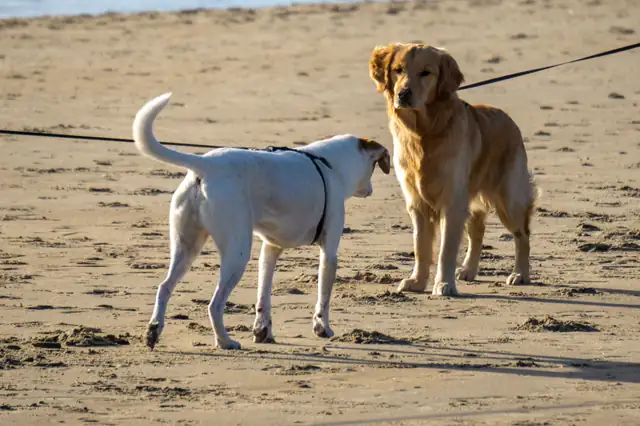 Two dogs on leads meeting on a sandy beach