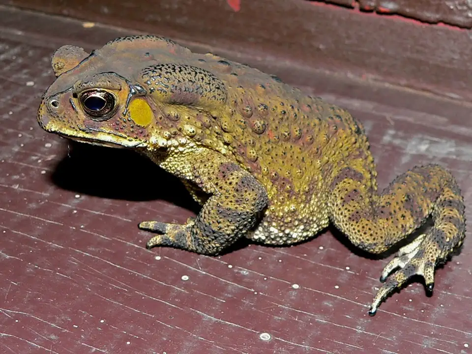 A warty brown and yellow toad sitting on a red wooden surface