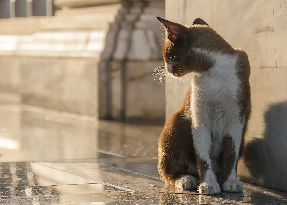 A grey and white cat sitting on a temple step in Bangkok, looking away