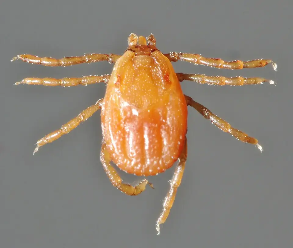 A close-up of an orange-brown female tick with eight legs on a grey background