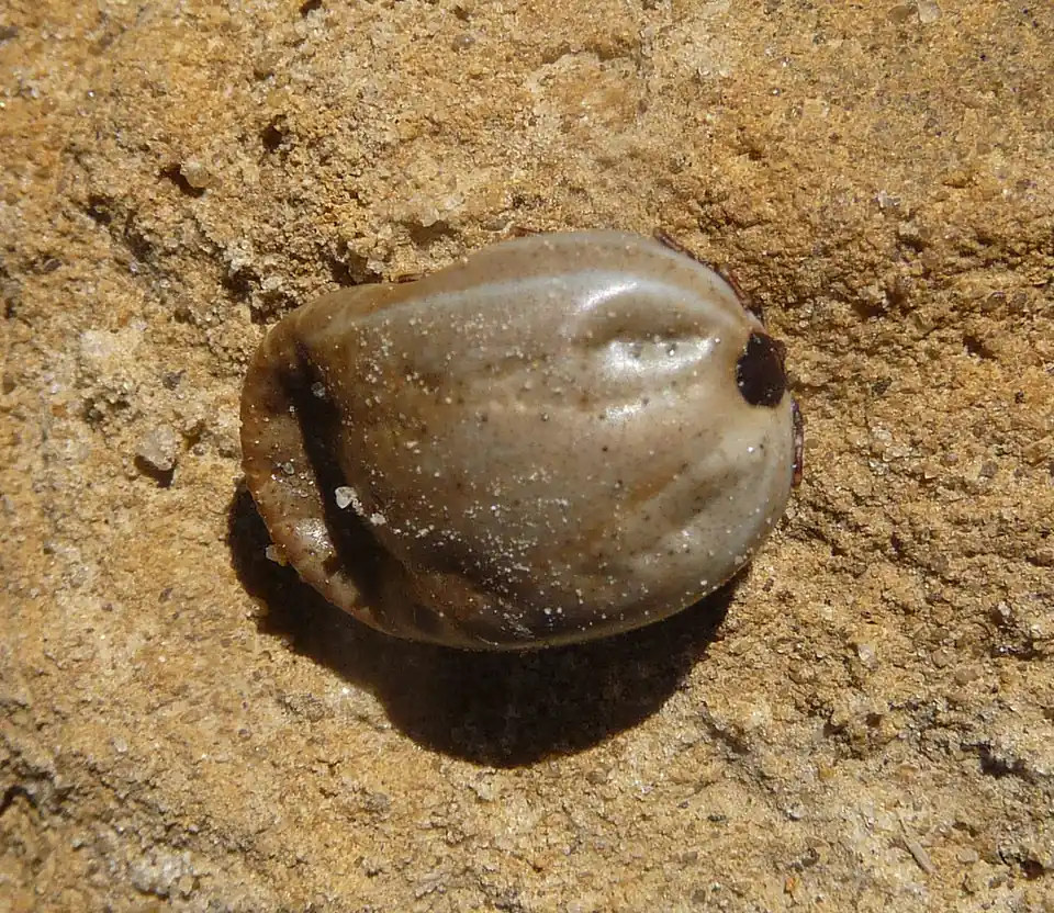 An engorged grey tick, swollen and round, on sandy ground