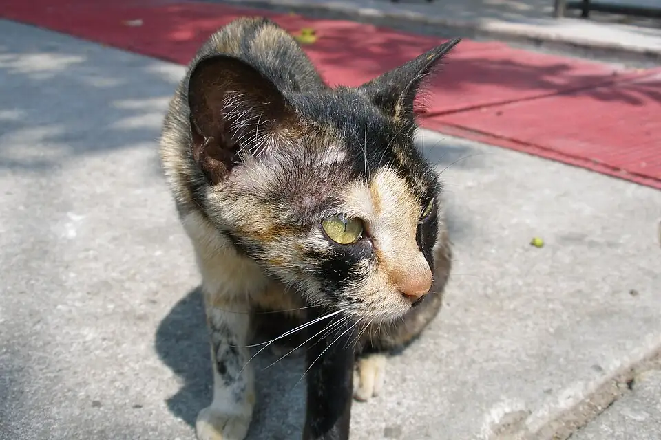 A tortoiseshell cat with green eyes standing on a pavement, looking to one side