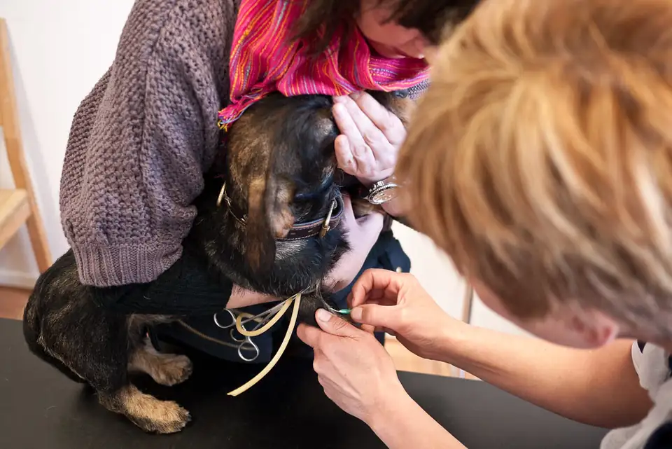 Two people holding a small dark dog while one takes a blood sample from its leg