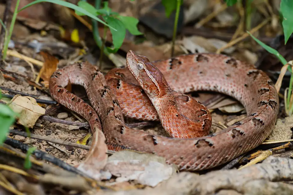 A coiled Malayan pit viper, brown with darker triangles, resting on dry leaves