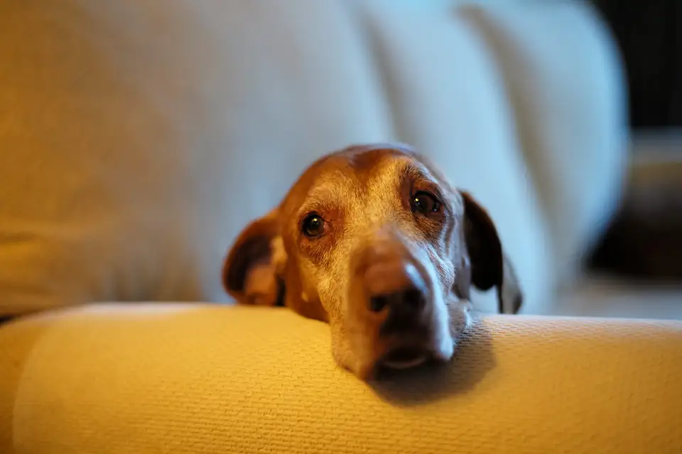 An older brown and white dog resting its head on a yellow cushion