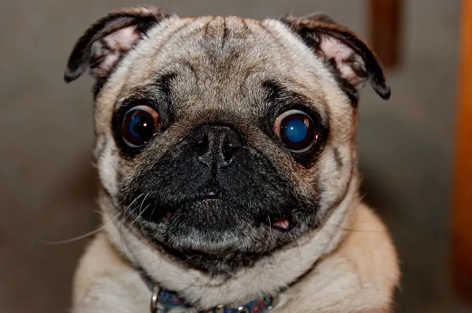 The face of a fawn pug with large dark eyes and a short black muzzle