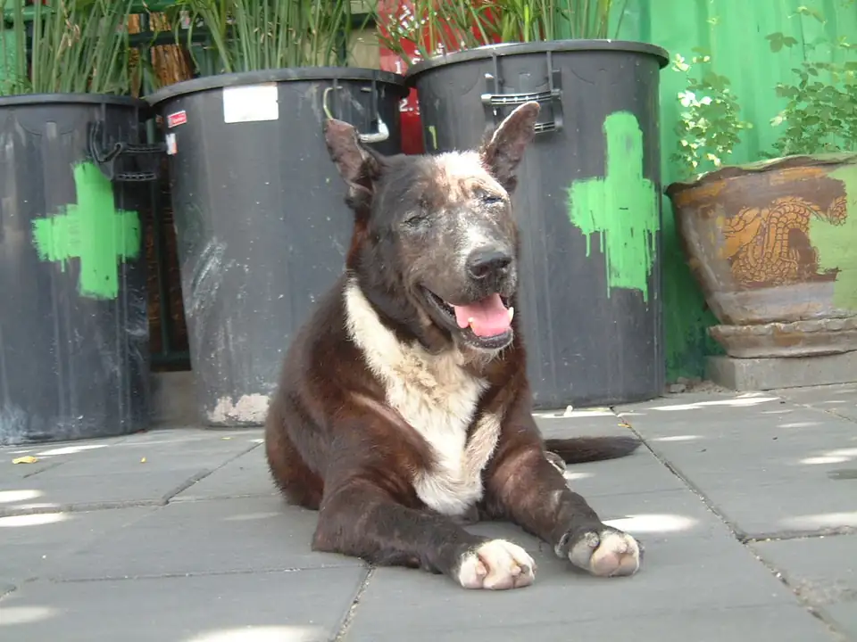 A brown and white street dog lying on a pavement beside two black bins, looking at the camera