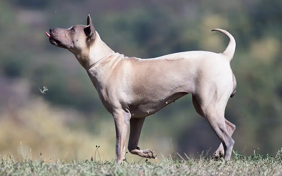 A slim, short-coated fawn Thai Ridgeback standing in profile on grass, its tail curled up